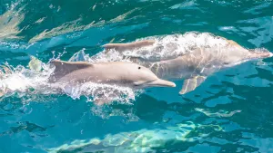 Dolphin Watching & Snorkelling